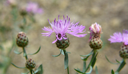 Cornflower Centaurea jacea blooms in a meadow among grasses