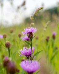 A beautiful cornflower of light purple color.