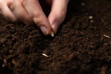 Farmer hand sawing seed on soil close up. Farmer's Hand Planting Seeds, selective focus.