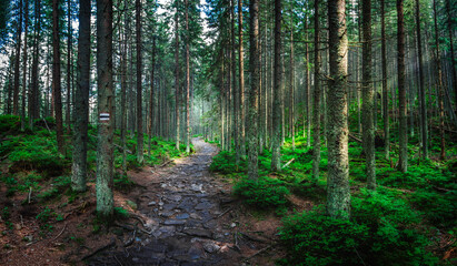 path in the forest