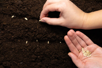 Farmer hand sawing seed on soil close up. Farmer's Hand Planting Seeds, selective focus.