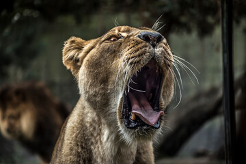 close up portrait of a lion