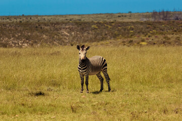 zebra in the savannah