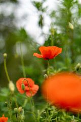 Obraz premium Red poppy with a green background.