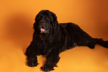 Perro terranova grande acostado sobre fondo amarillo 