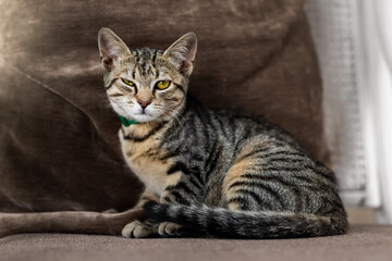 Cute little playful fluffy little tabby cat sitting cozy soft armchair with funny winking sispicious facial expression.. Fun happy domestic sly pet lying on brown sofa at yard