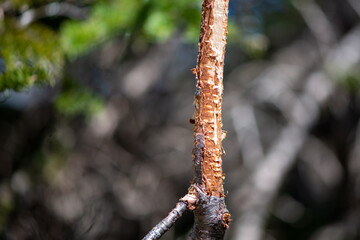 The base of a tree trunk in a forest that has been scratched by the claws of a wild animal. The texture of the bark has been removed, gnawed and cracked exposing a wood fibre deeply damaged.