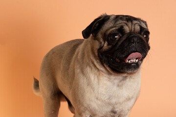Obraz premium Perro pug sonriente parado sobre fondo salmón 2
