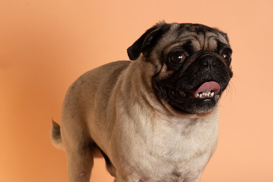 Perro pug sonriente parado sobre fondo salm&oacute;n 2