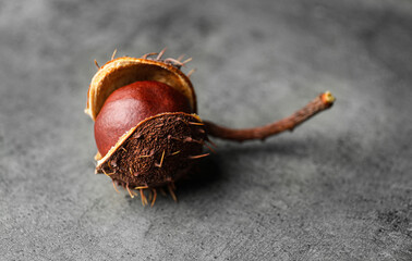 Horse chestnut in husk on grey table, closeup view. Space for text