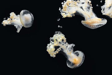 yellow jellyfish swimming underwater with black background