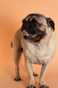 Perro pug sonriente parado sobre fondo salm&oacute;n 2