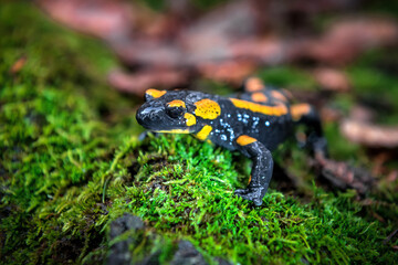 portrait of cute fire salamander