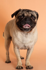 Obraz premium Perro pug sonriente sentado sobre fondo salmón 3