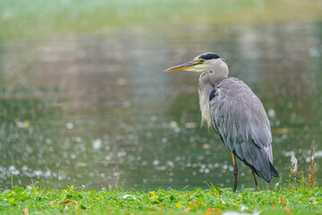 A profile portrait of a grey heron, Ardea cinerea, as it stands next to the water