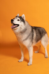 Perro husky alegre parado sobre fondo amarillo 1