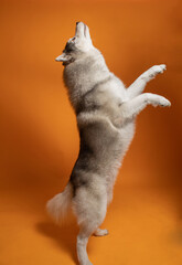 Perro husky alegre parado sobre fondo amarillo 5