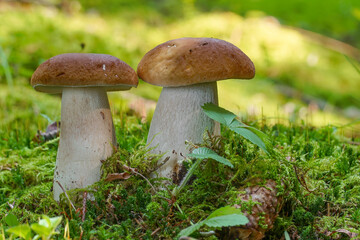 Edible boletus edulis known as penny bun mushroom in mossy forest