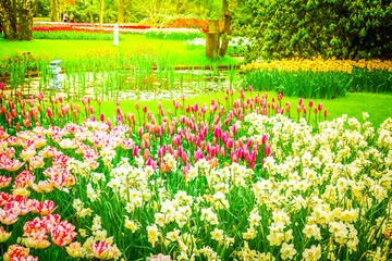 Obraz premium spring flowers in holland park