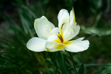 Tulpe, Darwin-Hybride, weiß, voll aufgeblüht, malerisch, nah im Garten