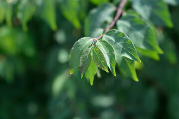 Black-fruited honeysuckle