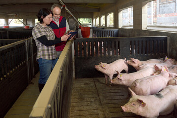 a couple of farmers with a digital tablet watching the pigs - Powered by Adobe