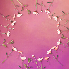 Margarita flowers in circle shape on purple background with copy space, flower background, happy valentine's day, mother's day, flat lay, top view