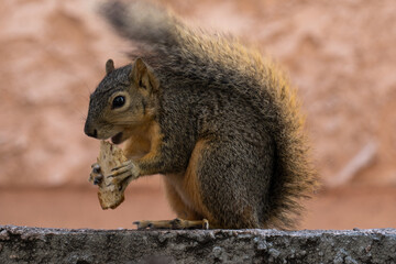 squirrel eating bread