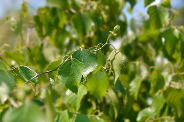 Spider Alley birch