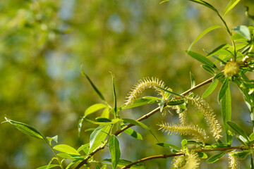 Golden Weeping Willow
