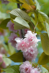Japanese flowering cherry Kanzan