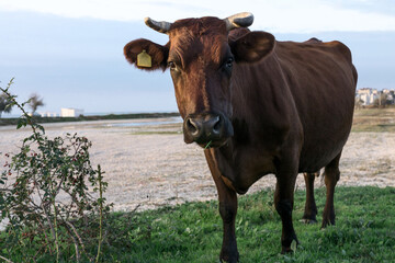 Brown cow close-up portrait. A cute brown cow is grazing in a clearing.