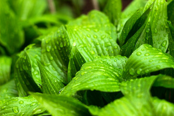 Hosta leaves in drops from rain. Rustic plant, green fresh background