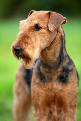 Airedale Terrier