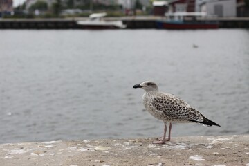 seagull on the pier