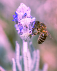 fotografía macro de una abeja posada en una flor de lavandula