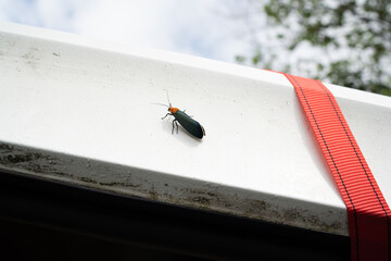 ladybug on the wall of a truck in central america