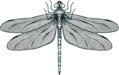 black and white symmetrical dragonfly with delicate wings vector illustration