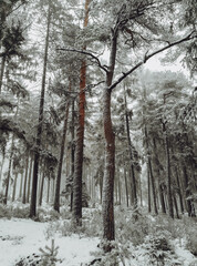 Beautiful snowy winter forest. White frozen trees covered with snow. Brdy, Czech Republic.