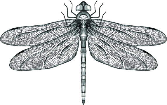black and white symmetrical dragonfly with delicate wings vector illustration