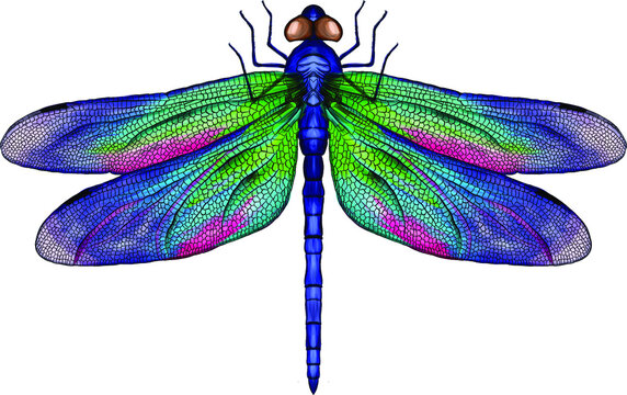 pink and blue dragonfly with delicate wings vector illustration