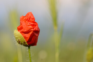 Rote Mohnblume Knospe öffnet sich vor grünem Hintergrund