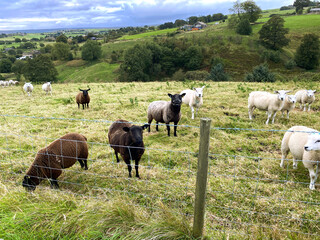 Sheep, grazing on the hills, with trees, and valleys in the distance near, Mill Bank, Ripponden, UK
