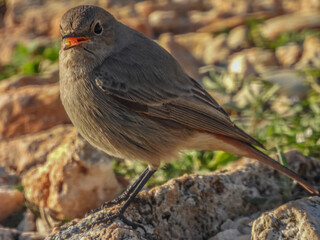 Un oiseau Rouge queue posé
