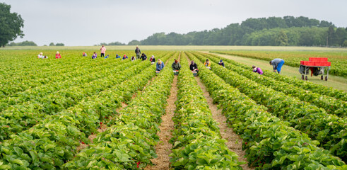 Erdbeerenernte - Erntehelfer auf einem Erdbeerfeld im Einsatz, Symbolfoto.