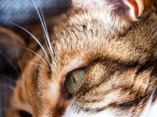 Fototapeta premium Close-up macro view of cat eyes - green beautiful feline eyes