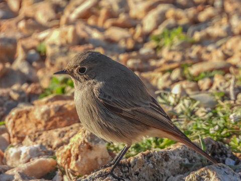 Un oiseau Rouge queue pos&eacute;