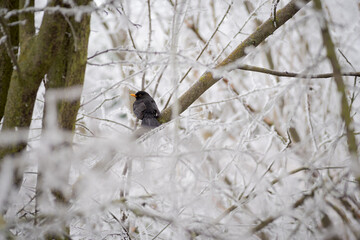 portrait of common eurasian blackbird (turdus merula) resting on a branch and surrounded by twigs covered by frost after winter storm. Palencia, Spain