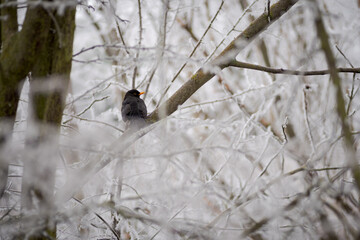 portrait of common eurasian blackbird (turdus merula) resting on a branch and surrounded by twigs covered by frost after winter storm. Palencia, Spain
