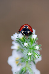 Beautiful ladybug on leaf defocused background